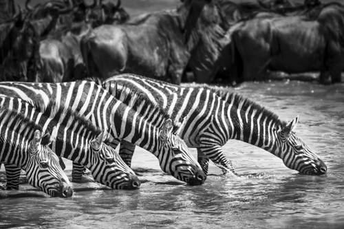 Wild Serengeti Adventure Photography