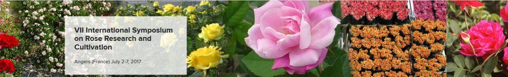 VII International Symposium on Rose Research and Cultivation
