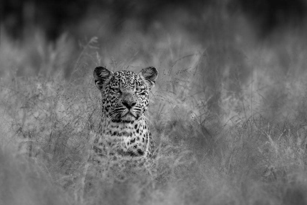 Kruger Wildlife Photography